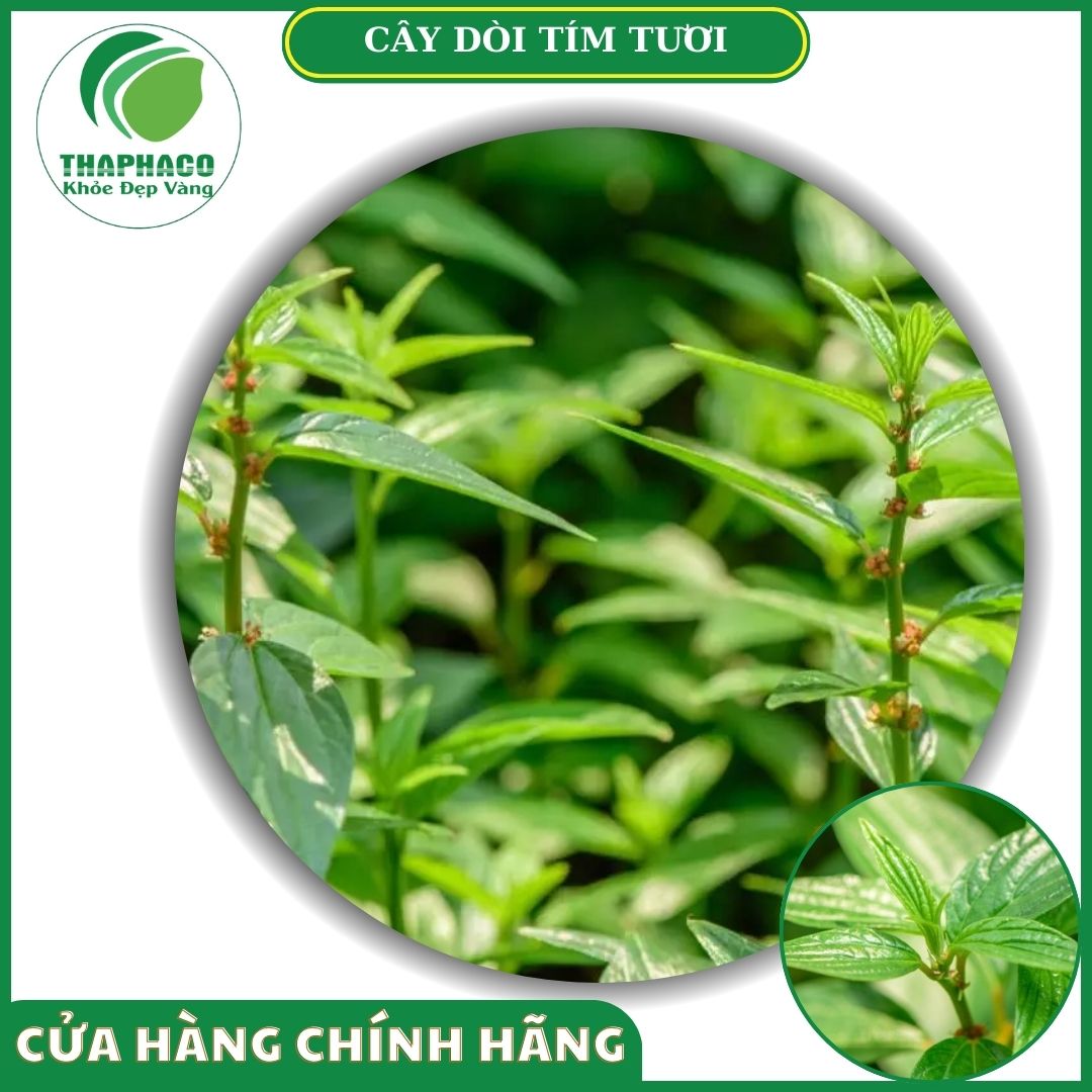 Sản phẩm dòi tím tươi cao cấp Thaphaco