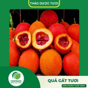 Giới thiệu sản phẩm quả gấc tươi cao cấp của THAPHACO