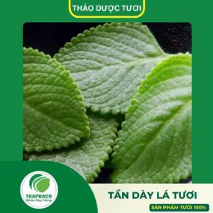 Giới thiệu sản phẩm tần dày lá tươi cao cấp Thaphaco