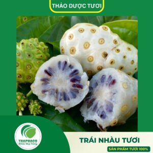 Giới thiệu sản phẩm trái nhàu tươi cao cấp Thaphaco