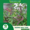 Giá bán hương nhu tươi của Thaphaco