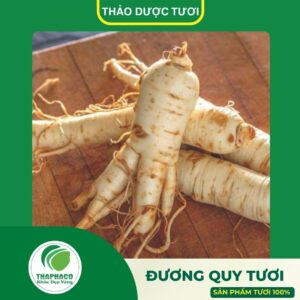 Sản phẩm đương quy tươi cao cấp của Thaphaco