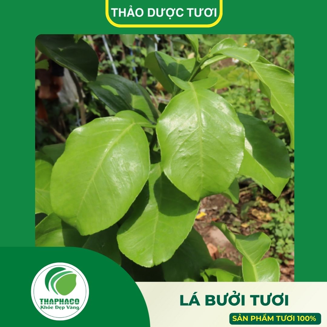 Giới thiệu sản phẩm lá bưởi tươi cao cấp của Thaphaco
