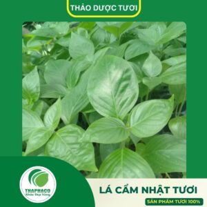 Giới thiệu sản phẩm lá cẩm nhật tươi cao cấp của Thaphaco