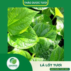 Sản phẩm lá lốt tươi cao cấp của Thảo Dược Tươi Thaphaco