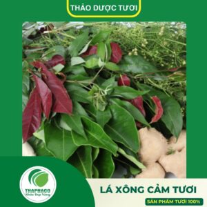 Giới thiệu sản phẩm lá xông cảm tươi cao cấp Thaphaco