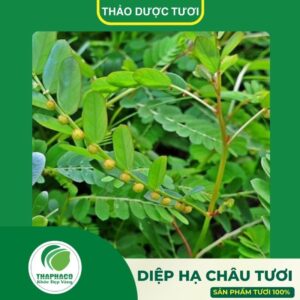 Sản phẩm diệp hạ châu cao cấp của Thaphaco
