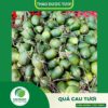Giới thiệu sản phẩm quả cau tươi cao cấp của THAPHACO