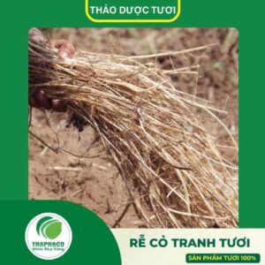 Sản phẩm rễ cỏ tranh tươi cao cấp của THAPHACO