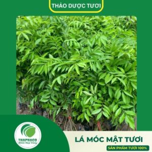 Lá móc mật tươi cao cấp của Thaphaco