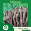 Giới thiệu củ gai tươi cao cấp Thaphaco