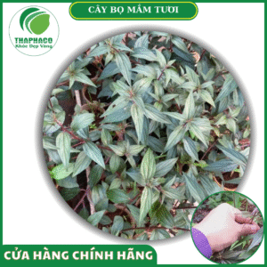 Sản phẩm bọ mắm tươi của Thaphaco