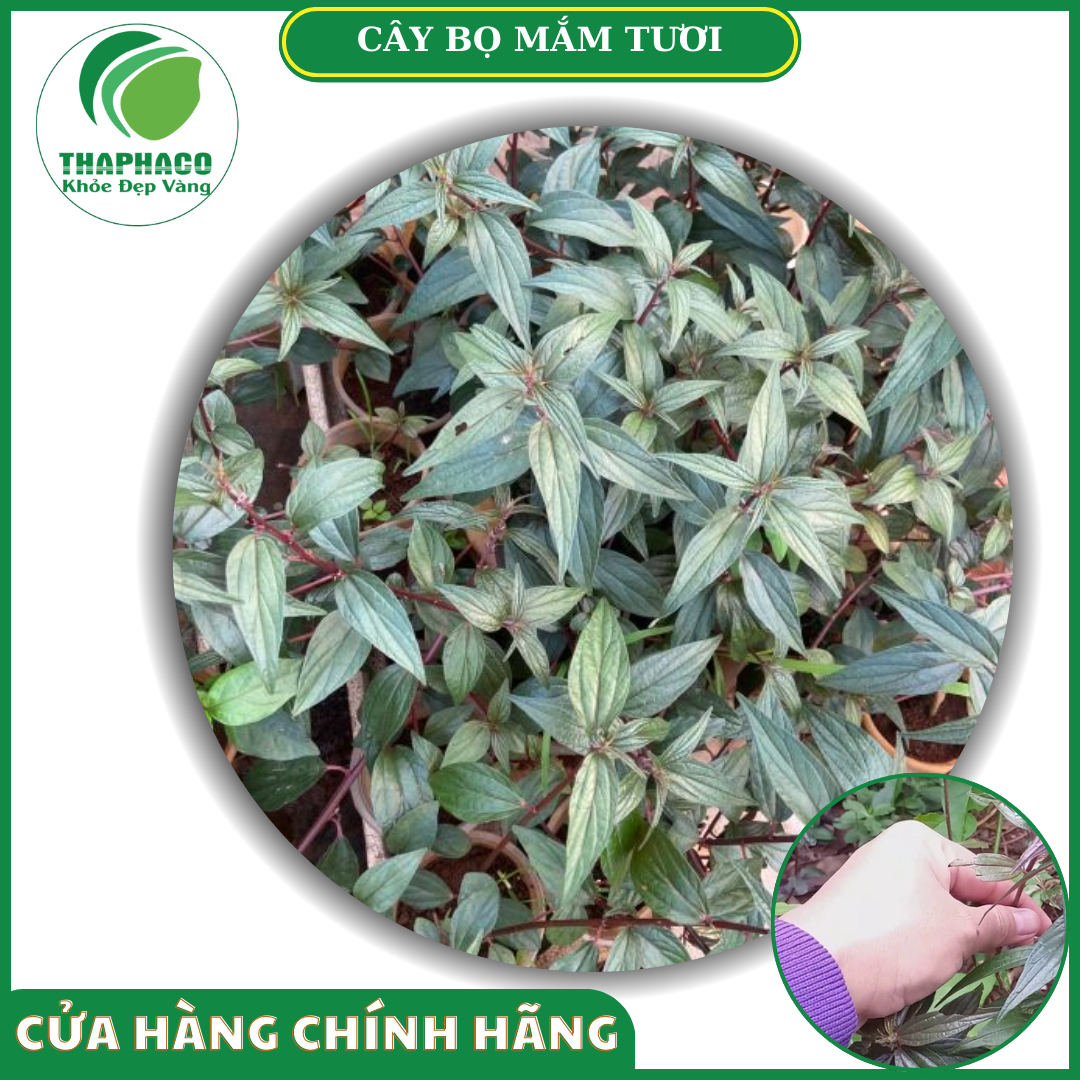 Sản phẩm bọ mắm tươi của Thaphaco