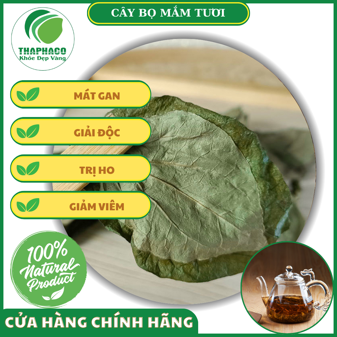 Công dụng của cây bọ mắm tươi