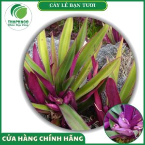 Sản phẩm cây lẻ bạn tươi cao cấp của Thaphaco