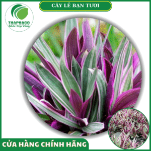 Địa chỉ mua cây lẻ bạn tươi giá rẻ tại TPHCM