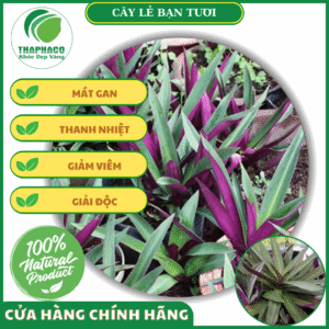 Công dụng của cây lẻ bạn