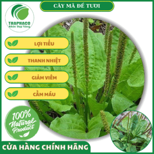 lợi ích mang lại của mã đề tươi