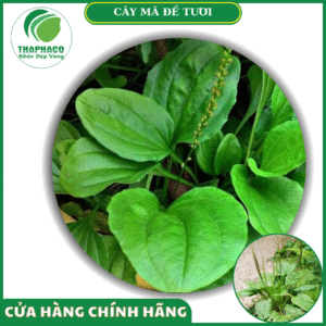 Sản phẩm mã đề tươi của Thaphaco