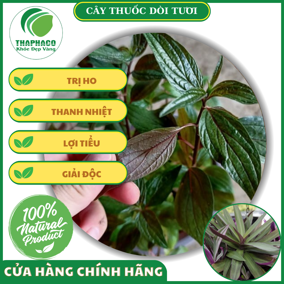 Địa chỉ bán cây thuốc dòi tươi giá rẻ tại TPHCM