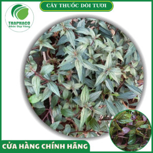 Sản phẩm cây thuốc dòi tươi của Thaphaco