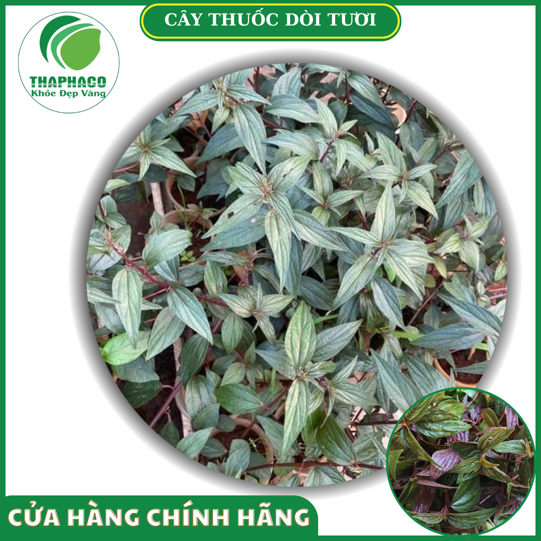 Sản phẩm cây thuốc dòi tươi của Thaphaco