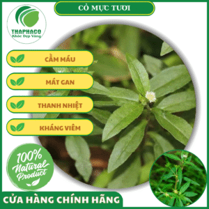 Công dụng của cỏ mực tươi