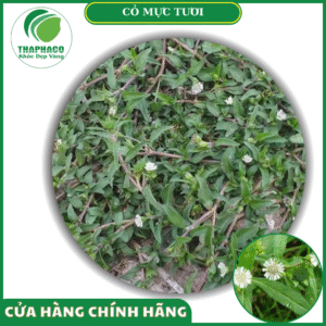 Sản phẩm của cỏ mực tươi Thaphaco