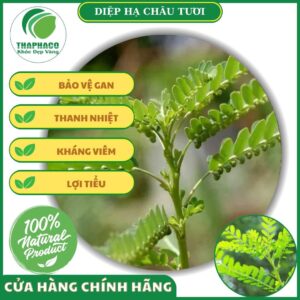 mua diệp hạ châu giá rẻ tại TPHCM