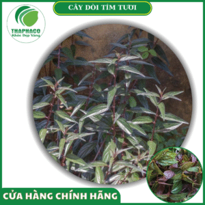 Những lưu ý khi sử dụng cây dòi tím tươi
