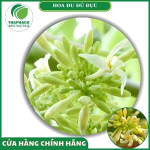 Đặc điểm của hoa đu đủ đực
