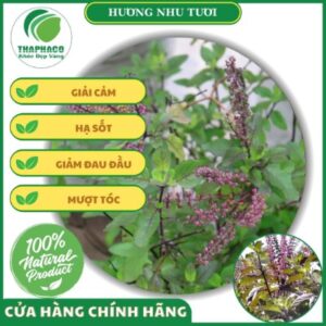 Công dụng của hương nhu