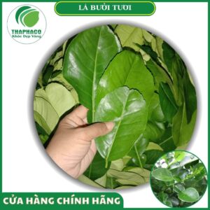 Lưu ý khi dùng lá bưởi tươi