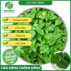 Địa chỉ mua lá cẩm nhật tươi giá rẻ tại TPHCM