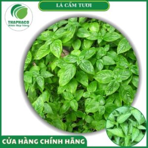 Lưu ý khi dùng lá cẩm tươi
