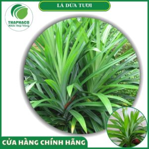 Công dụng của lá dứa