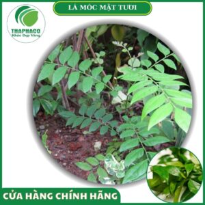 Sản phẩm lá móc mật tươi của Thaphaco