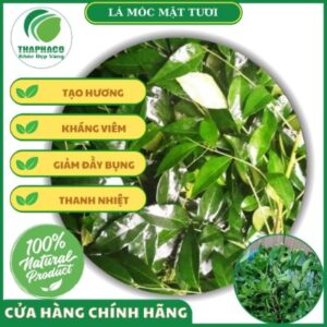 Lợi ích khi sử dụng lá móc mật