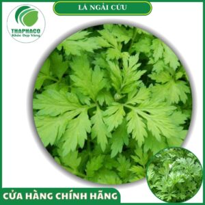 Sản phẩm ngải cứu tươi của Thaphaco