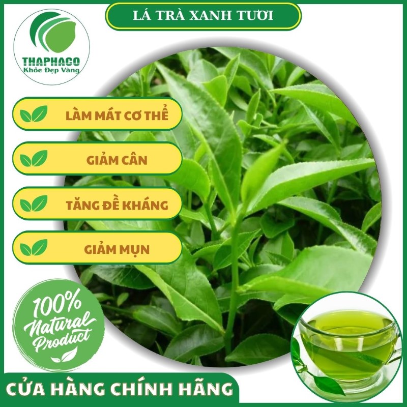 Công dụng của lá trà xanh tươi