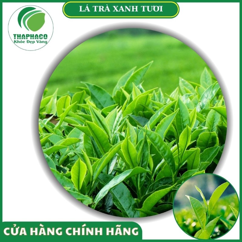 Sản phẩm lá trà xanh tươi của Thaphaco