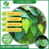 Sản phẩm lá trầu không tươi của Thaphaco