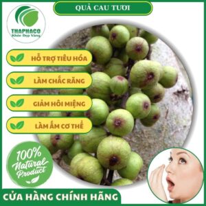 Công dụng quả cau tươi của Thaphaco
