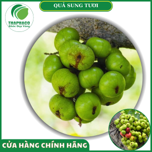 Lưu ý khi dùng quả sung tươi của Thaphaco