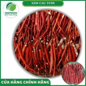 Sản phẩm sâm câu tươi của Thaphaco