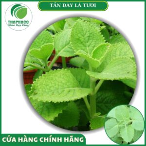 Sản phẩm tần lá dày tươi của Thaphaco