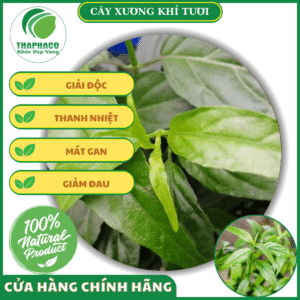 Cách dùng cây xương khỉ tươi tại nhà