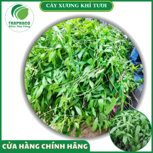 Sản phẩm xương khỉ tươi của Thaphaco
