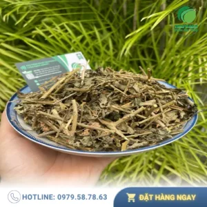 Cà Gai Leo Giá Rẻ TP.HCM: Mua Tại Thảo Dược Tươi THAPHACO