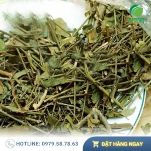 Chè Vằng Sấy Khô Nguyên Chất Thảo Dược Tươi THAPHACO: Sức Khỏe Toàn Diện